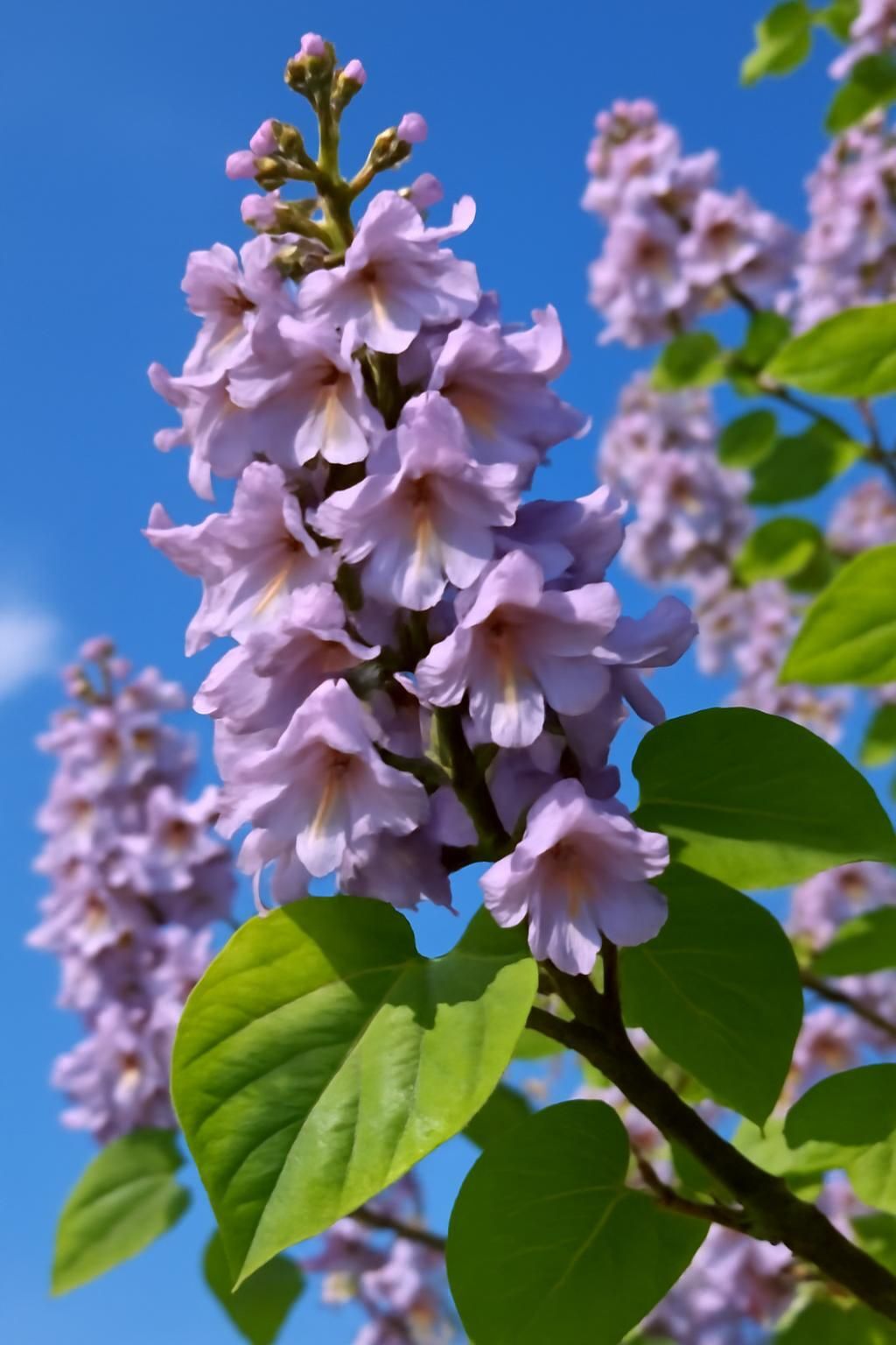 Découvrez le Paulownia, aussi appelé Arbre Impérial, en vente en ligne. Achetez vos plants de qualité au meilleur prix et profitez d'une croissance rapide et d'un arbre ornemental exceptionnel pour votre jardin.